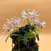 Neofinetia falcata Seikai 青海